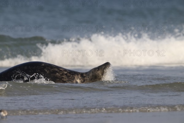 A grey seal (Halichoerus grypus) swimming in the surf on the beach of the dune, Heligoland, Schleswig-Holstein, Germany