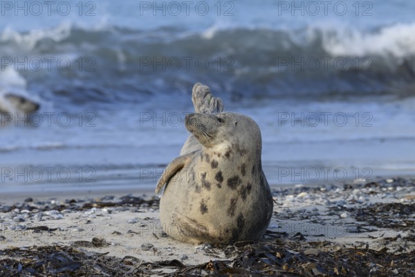 A grey seal (Halichoerus grypus) rests relaxed on the beach, with the background of the calm sea, Heligoland, Schleswig-Holstein, Germany