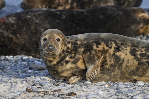 A grey seal (Halichoerus grypus) looks relaxed into the camera on the beach, with the background of the calm sea, Heligoland, Schleswig-Holstein, Germany