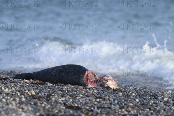 A dead young grey seal (Halichoerus grypus) on the beach, with the background of the calm sea, Heligoland, Schleswig-Holstein, Germany