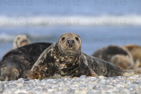 A grey seal (Halichoerus grypus) looks into the camera on the beach with the background of the calm sea, Heligoland, Schleswig-Holstein, Germany