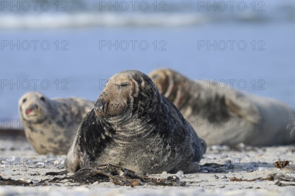 An old grey seal bull (Halichoerus grypus) rests relaxed on the beach, with the background of the calm sea, Heligoland, Schleswig-Holstein, Germany