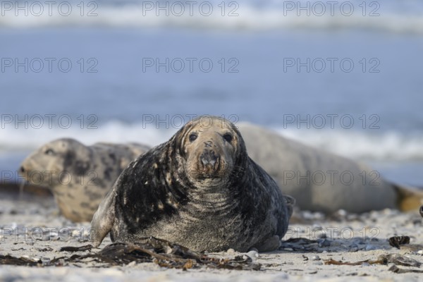 An old grey seal bull (Halichoerus grypus) rests relaxed on the beach, against the background of the calm sea and looks into the camera, Helgoland, Schleswig-Holstein, Germany