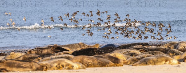 A large group of grey seals (Halichoerus grypus) rests relaxed on the beach, with the background of the calm sea, a flock of small sandpipers flies over them, Helgoland, Schleswig-Holstein, Germany