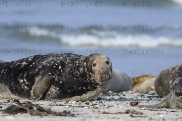 An old grey seal bull (Halichoerus grypus) rests relaxed on the beach, with the background of the calm sea and looks into the camera, Helgoland, Schleswig-Holstein, Germany