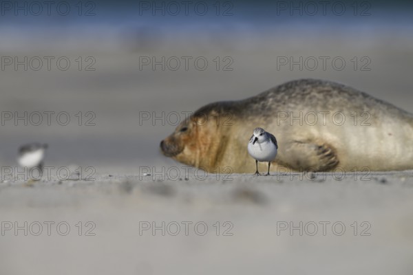 A grey seal (Halichoerus grypus) rests relaxed on the beach, with the background of the calm sea in front of it a sanderling (Calidris alba) runs, Heligoland, Schleswig-Holstein, Germany