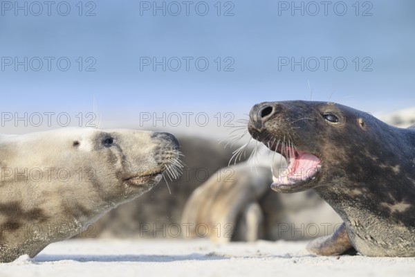 Two grey seals (Halichoerus grypus) resting relaxed on the beach, with the background of the calm sea, one of them has opened its mouth and shows its teeth, Helgoland, Schleswig-Holstein, Germany