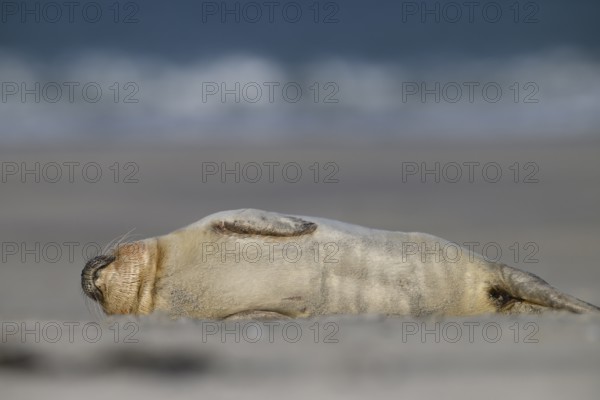 A young grey seal (Halichoerus grypus) rests relaxed on its side on the beach, with the background of the calm sea, Heligoland, Schleswig-Holstein, Germany