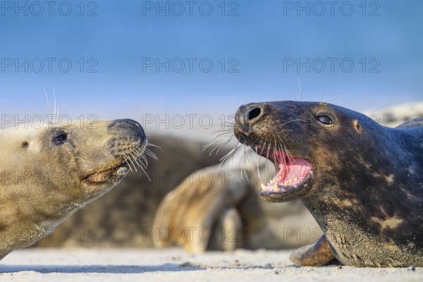 Two grey seals (Halichoerus grypus) are lying on the beach and interacting, the male seal has opened his mouth and shows his teeth with the background of sand and sea, Helgoland, Schleswig-Holstein, Germany