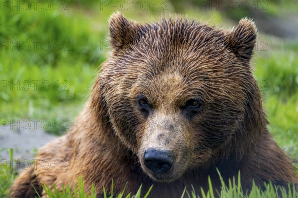 Brown bear (Ursus arctos), animal portrait, Alaska, USA