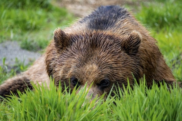 Brown bear (Ursus arctos) hiding in the grass, animal portrait, Alaska, USA