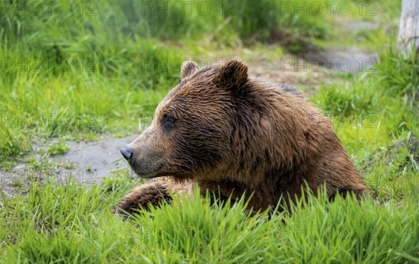 Brown bear (Ursus arctos), Alaska, USA