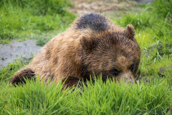 Brown bear (Ursus arctos) lying in the grass, Alaska, USA