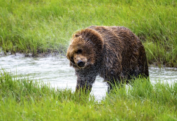 Brown bear (Ursus arctos) shaking water out of its fur after a bath in the river, spring, Alaska, USA