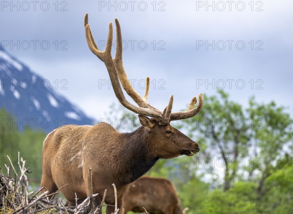 Wapiti (Cervus canadensis), Alaska, USA