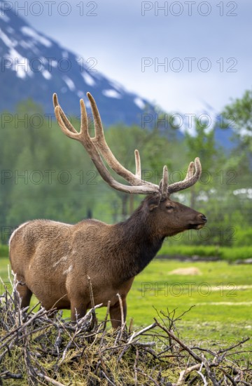 Wapiti (Cervus canadensis), Alaska, USA
