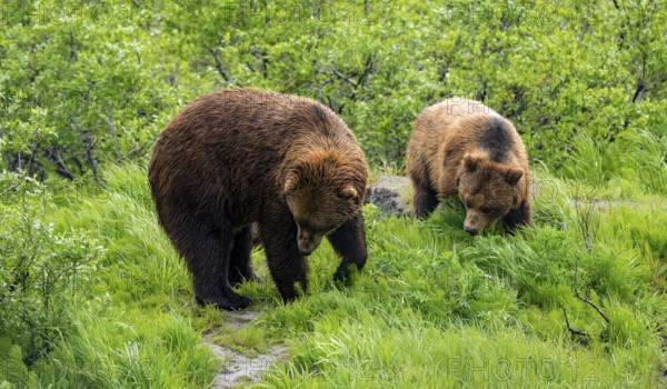 Two brown bears (Ursus arctos) in the grass in spring, Alaska, USA