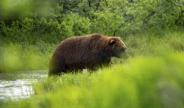 Brown bear (Ursus arctos) on a river in spring, Alaska, USA