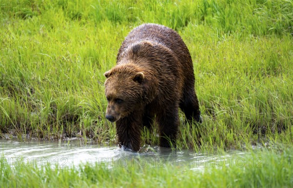 Brown bear (Ursus arctos) by the river in spring, Alaska, USA