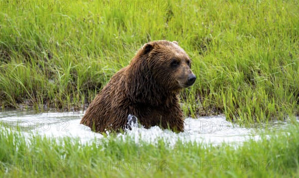 Brown bear (Ursus arctos) bathing in the river in spring, Alaska, USA