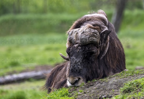Musk ox (Ovibos moschatus), Alaska, USA