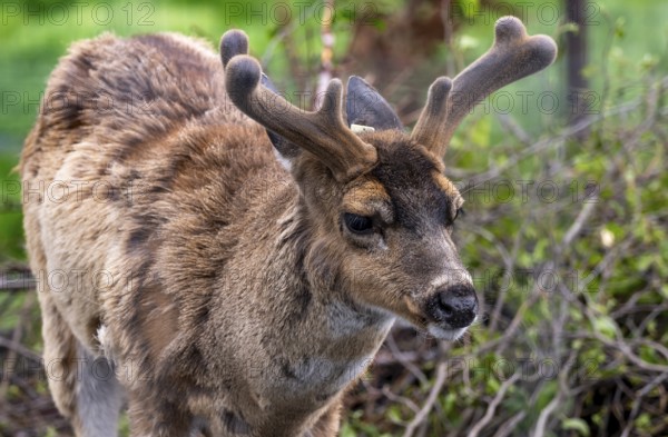 Sita deer (Odocoileus hemionus sitkensis), in spring, animal portrait, Alaska
