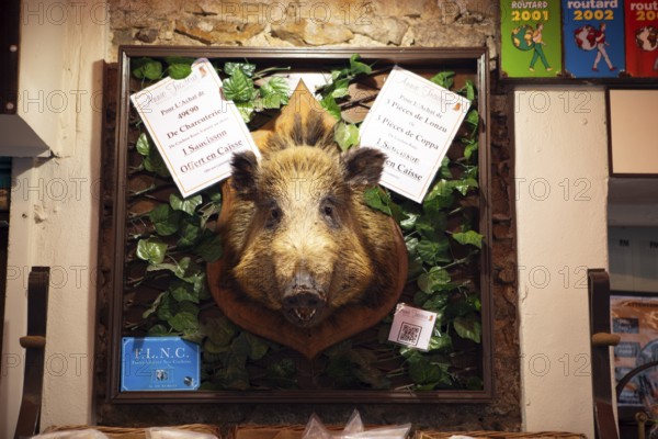 Boar head at the entrance to a delicatessen shop, Calvi, Balagne, Haute-Corse department, Corsica, France