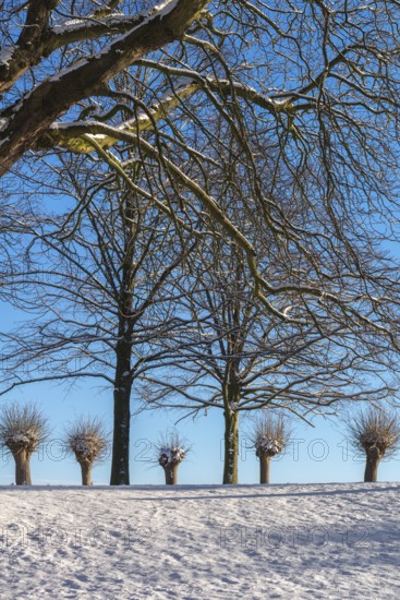 Large and small trees in winter snow in Holtenau, against the sky, tree trunk, branches, nature, sunshine, blue sky, deserted, Kiel, Germany