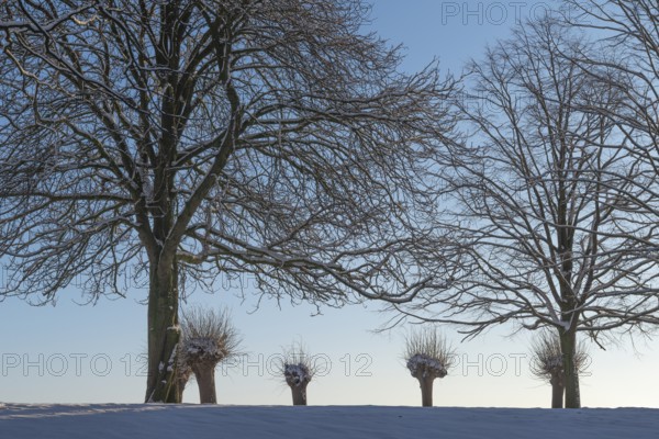 Large and small trees in winter snow in Holtenau, against the sky, tree trunk, branches, nature, sunshine, blue sky, deserted, Kiel, Germany