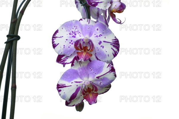 Close up of two colored purple and white flowers of 'Phalaenopsis Magic Art' orchid on white background