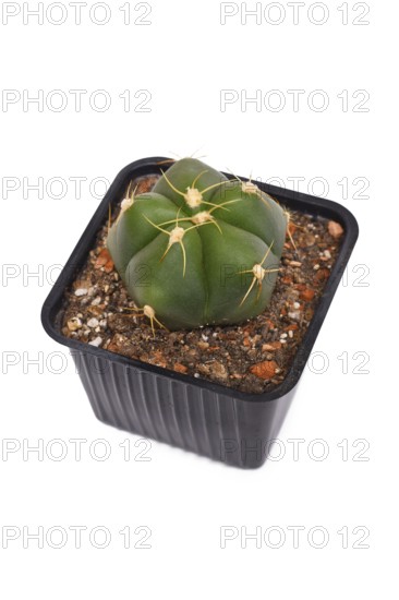 Potted 'Gymnocalycium Horstii' cactus plant on white background