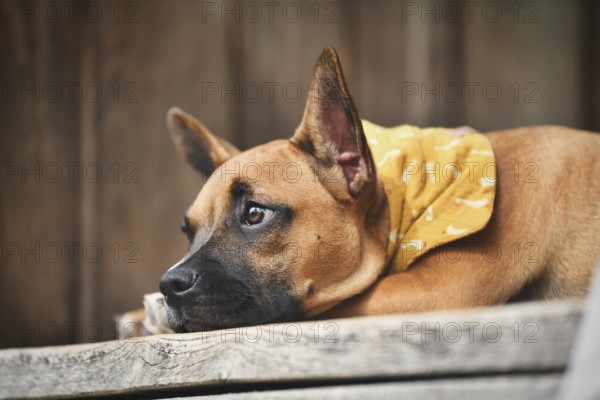 Close up of cute Brown French Bulldog mix dog lying down on wooden plank wearing yellow neckerchief