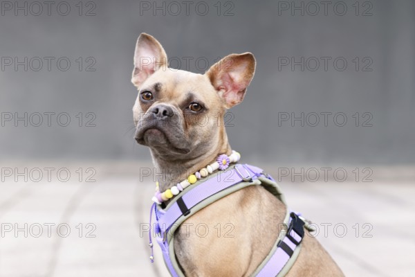 Portrait of blue fawn French Bulldog with long healthy nose wearing a dog harness and EM ceramics necklace