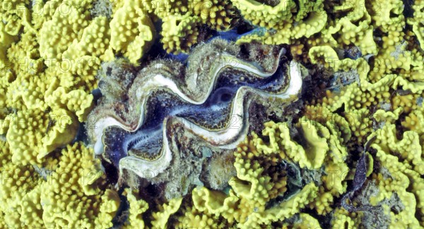 Lettuce coral (Turbinaria reniformis) with blue Maxima clam (Tridacta maxima), coral reef, Red Sea, Dahab, Sinai, Egypt