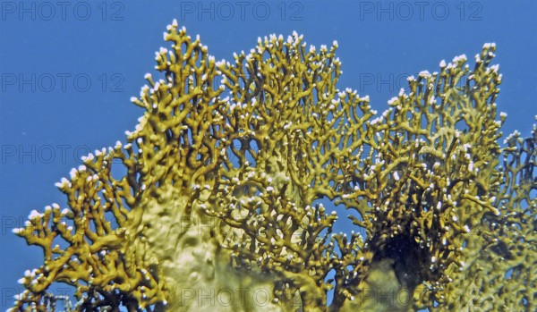 Lattice fire coral (Millepora dichotoma), coral reef, Red Sea, Hydrozoa, cnidarians. Fire corals have a very strong nettle poison that also leaves burns on human skin dangerous, poisonous, Marsa Shagra, Marsa Alam, southern Egypt, Egypt
