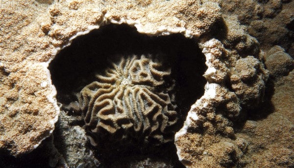 Brain coral (Platygyra acuta), fight for settlement area, the brain coral used nettle poison to kill parts of the crustose coral Porites sp. Coral reef, reef top, shallow water area, Koh Samui Island, Gulf of Thailand, South China Sea, Thailand