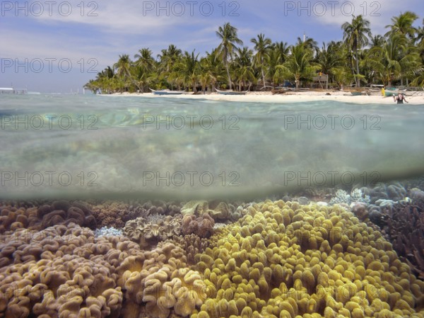 Half and half shot, underwater and beach with palm trees, various leather corals in shallow water, coral reef, reef roof, shallow water area, polyps, soft coral, Indian Ocean, Malapascua island, Cebu, Visayas, Philippines