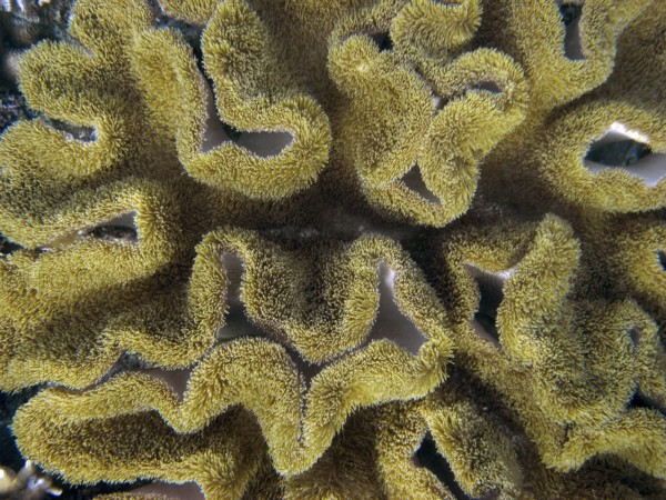 Mushroom cabbage coral (Sarcophyton sp.) coral reef, reef top, shallow water area, polyps, soft coral, Cebu, Visayas, Philippines