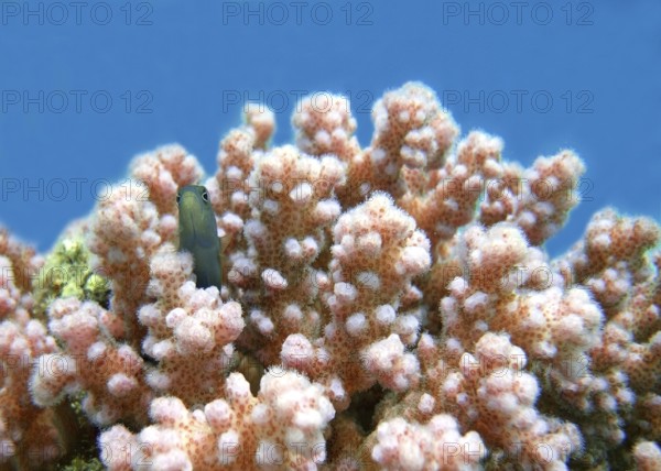 Pink raspberry coral (Pocillopora damicornis), first coloniser, hardy coral, a goby uses the coral as a hiding place, coral reef, reef top, shallow water area, Red Sea, Marsa Alam, Southern Egypt, Egypt