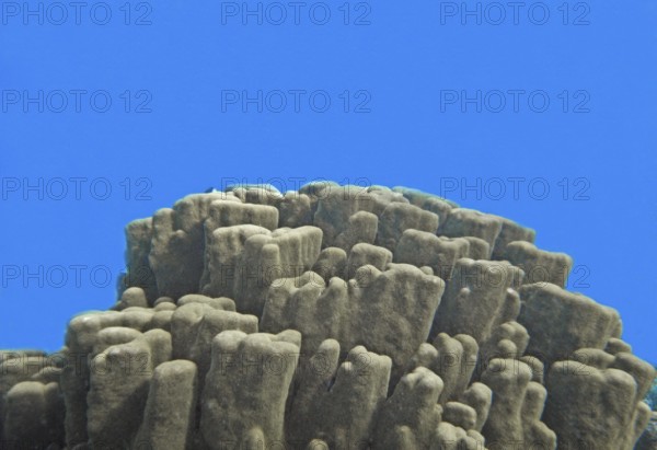 Stony coral (Porites lobata) Coral reef, Canyon Garden, Red Sea, Dahab, Sinai, Egypt