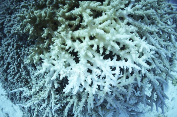 Staghorn coral (Acropora pharaonis), coral bleaching, climate change, coral reef, Red Sea, Marsa Alam, South Egypt, Egypt