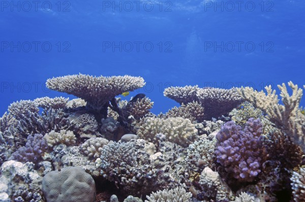 Reef scene with numerous hard corals, species diversity, coral reef, Red Sea, Hurghada, Egypt