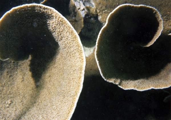 Lettuce corral (Turbinaria sp.), coral reef, round, Gulf of Thailand, South China Sea, Koh Samui Island, Thailand