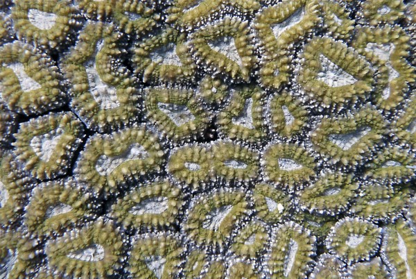 Large polyp stony coral (Lobophyllia corymbosa), coral reef, shallow water area, Red Sea, Sinai, Egypt