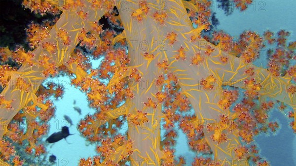 Hemprich's soft coral (Dendronephthya hemprichi), coral reef, Red Sea, Hamada, Egypt