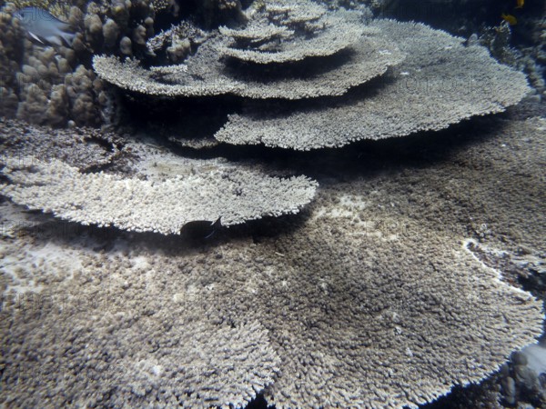 Table coral (Acropora cytherea), coral reef, Red Sea, Hamada, Egypt