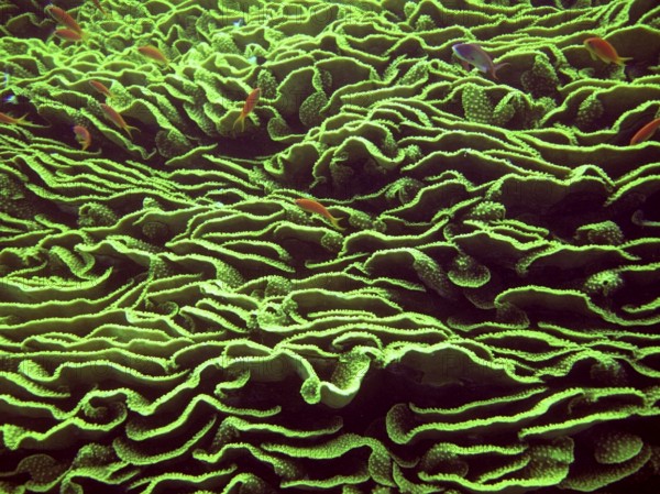 Lettuce coral (Turbinaria reniformis), coral reef, green, Red Sea, Sinai, Egypt