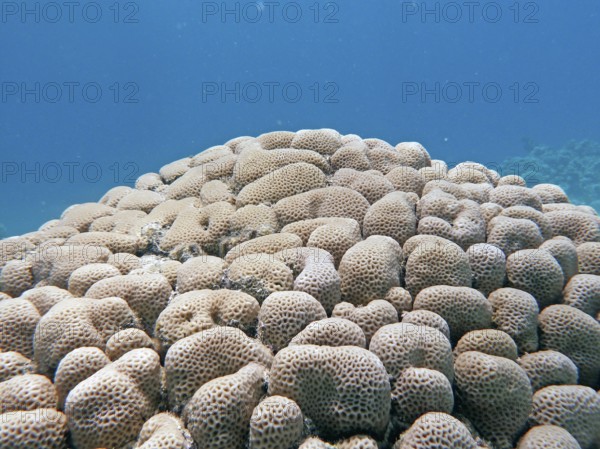 Stony coral (Goniastrea sp.), coral reef, Red Sea, Hamata, Egypt