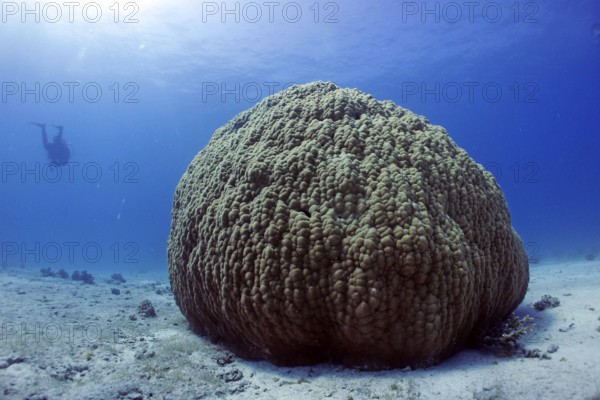 Single large stony coral (Porites lutea), coral reef, age approx. 300 years, Red Sea, Hurghada, Egypt