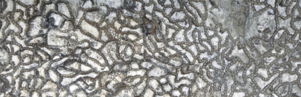 Chain coral, fossil, fossilisation, (Halysites sp.), Silurian, about 430 million years old, Irevik, Gotland, Sweden